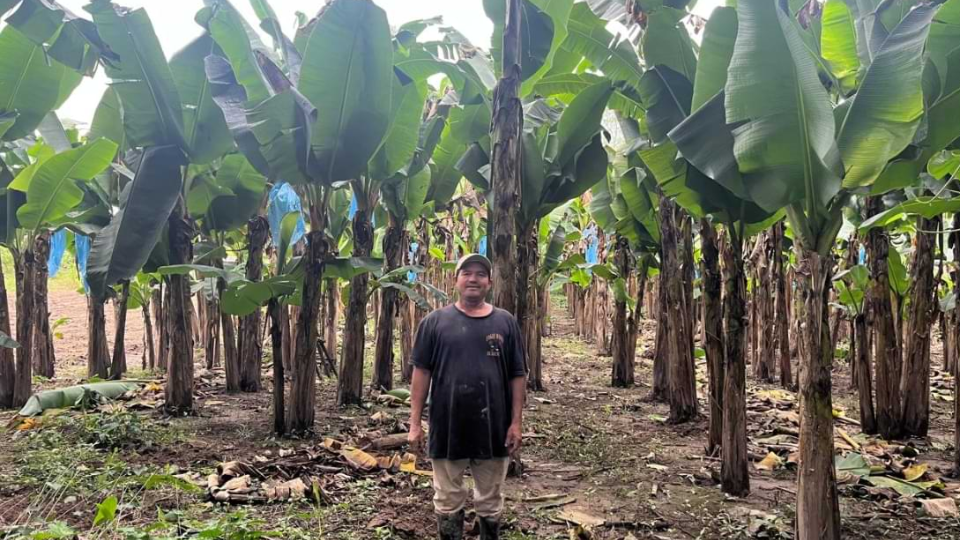 Plantain Cultivation and Production