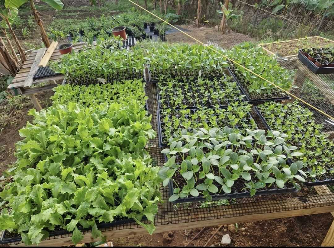 Study refugees build independence with cash aid